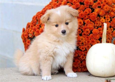  Mix breed puppies for sale can command purchase prices as high as purebreds when they …