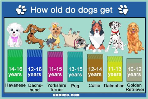  Mixing their genes extends their lifespan considerably, though, and these dogs often live for 12 years or more