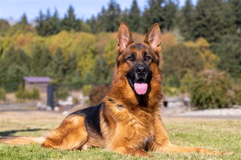  Moderate Training German Shepherds are highly trainable