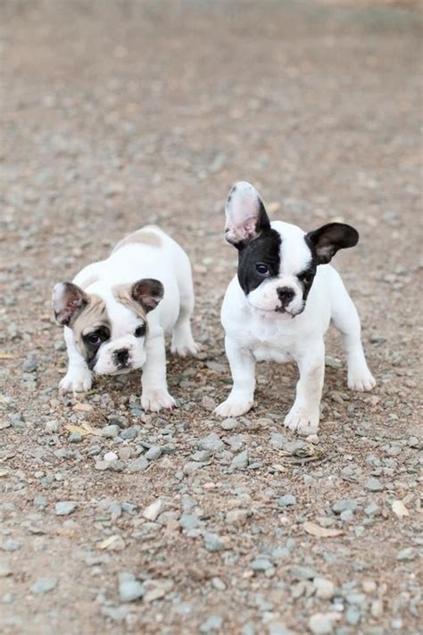  Modern French Bulldogs are descendants of large, ancient dogs that were kept by a Greek tribe known as the Molossians