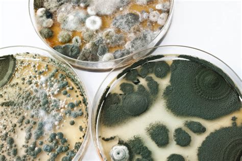  Mold Molds are common in every household
