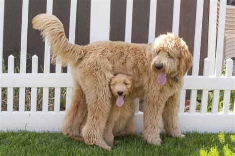  Mom is a 40 pound F1 goldendoodle and dad is a 80 pound F1b