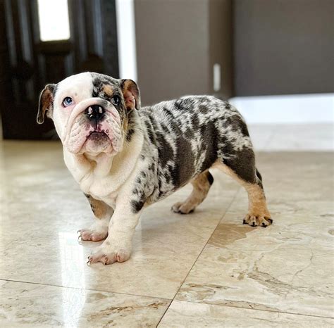  Mom is a Blue Merle, English Bulldog and dad is a stout, big-headed bully mix
