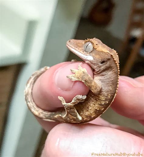  Monaca Crested Gecko Babies rehoming entire crested gecko collection new info