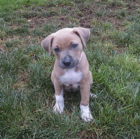  Monnroe, Georgia pitbull mix puppies for sale