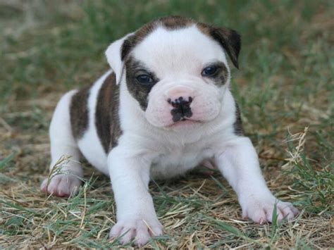  Monte Carlo the American Bulldog puppy at 6 weeks Monte Carlo the American Bulldog puppy at 6 weeks "Marilyn is a beautiful three-year-old, pound American Bulldog with a heart of gold