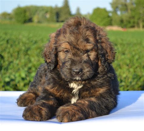  More About the Bernedoodle Bernedoodle Puppies Our Bernedoodle puppies adore children and make for a fun, furry family member