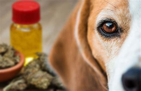  More comprehensive research is needed to fully understand the benefits and risks of CBD oil for dogs,and consultation with a vet is necessary before starting or stopping any regimen for your dog