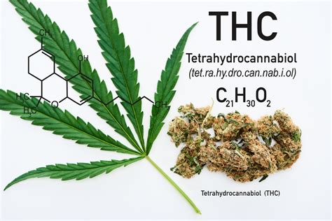  More potent cannabis, which is higher in THC , may also stay in your system for longer