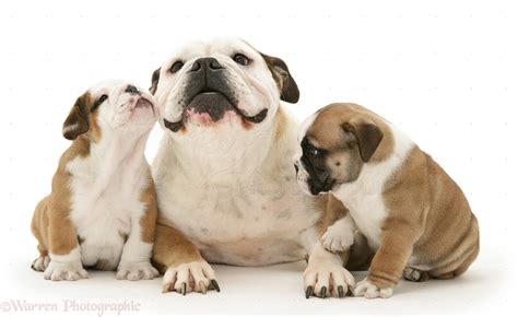  More than other breeds, the bulldog mother may need your help with nursing, feeding and weaning pups