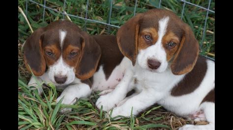  Moreno Valley Beagle puppies 1 male 2 …