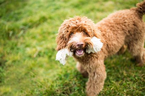  Moreover, Poodles were ideal dogs for crossing with other dogs given their hypoallergenic coats — making them popular with allergy sufferers