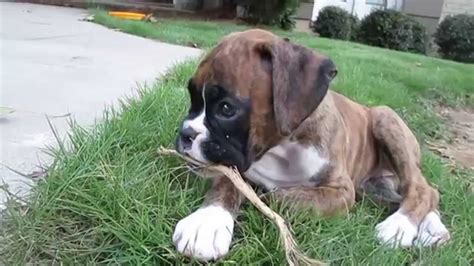  Moreover, a 9-week-old boxer pup might also roam around and pick various objects to ensure that their surroundings are kept puppy-proofed