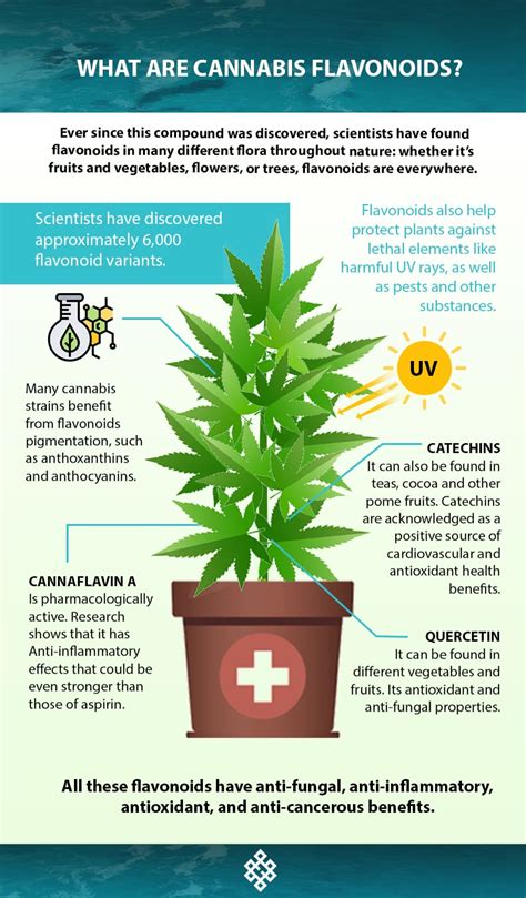  Moreover, flavonoids also affect the pigmentation of cannabis, just as they do with other flowers