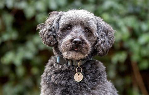  Moreover, the Schnoodle proves that both men and dogs look terrific in beards
