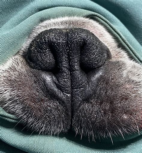  Moreover, the squished face exposes most of these dogs to Brachycephalic obstructive airway syndrome BOAS