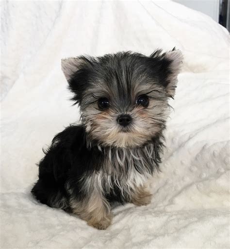  Morkie puppies for sale