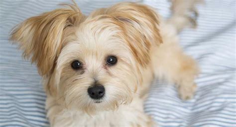 Morkies are a combination of two of the most popular breeds in the United States—the Maltese and the Yorkshire Terrier