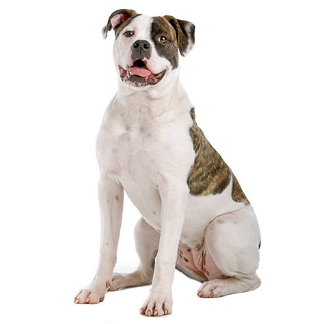  Most American bulldogs weigh pounds and have a year life expectancy, according to the American Kennel Club