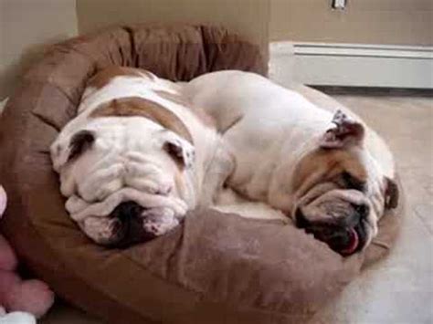  Most Bulldogs wheeze and snore, and some drool