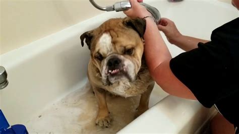  Most English Bulldog owners bathe their English Bulldogs when the dog is dirty - when it obviously needs a bath
