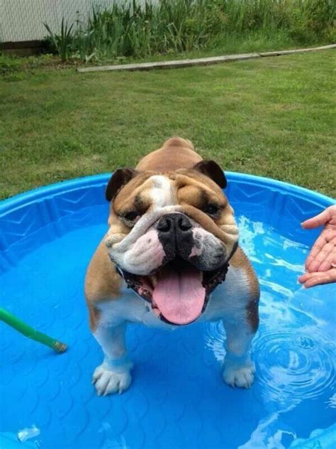  Most English Bulldogs cannot swim and are averse to hot weather