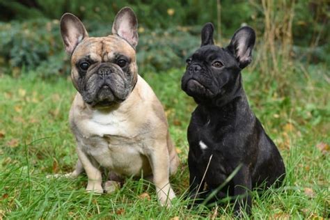  Most Frenchies tend to reach maturity between eighteen months and two years of age, which is why most breeders tend to let their dogs mate between the ages of two and seven