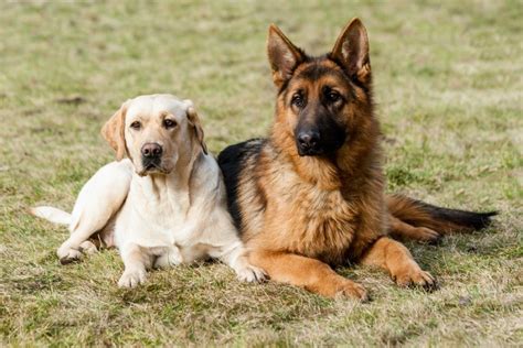  Most German Shepherds get along with other dogs and pets, especially if raised with them