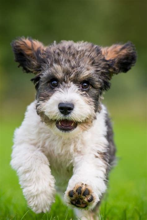  Most Popular Mixed Breed Dogs in 