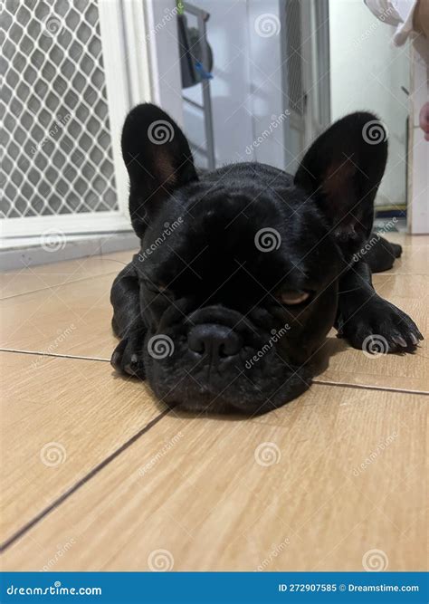  Most adult Frenchies sleep approximately hours a day