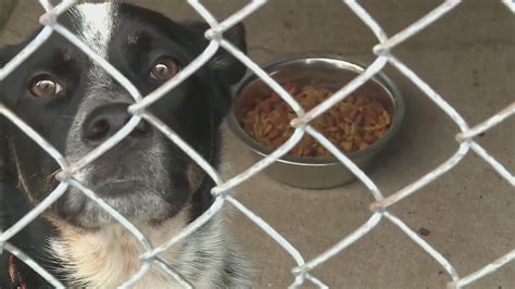  Most animals at Franklin County Animal Shelter are of unknown origin