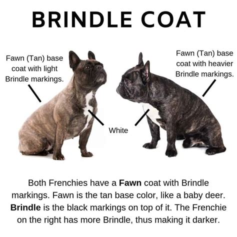  Most commonly, their coat color comes in shades of brindle, fawn, or tan