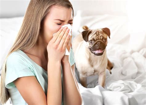  Most dogs are affected by allergies when they hit the ages of one to two years
