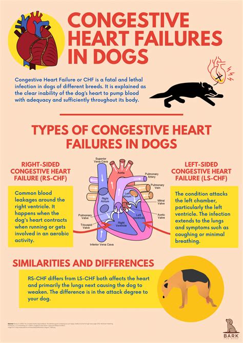  Most heart disease in dogs is caused by weakening of a valve