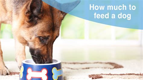  Most importantly, be sure to feed your dog a well-balanced diet from a brand that you can trust