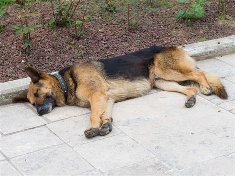  Most importantly, your German Shepherd should not be confined to a kennel or backyard alone, as GSDs like to be around their loved ones