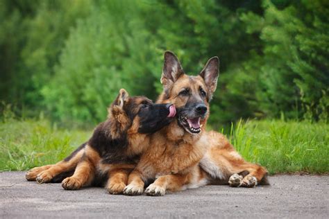  Most male German Shepherds will reach some level of sexual maturity by the 6-month mark