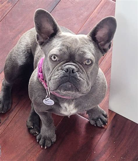  Most of our adult French bulldogs have an adult weight of 16 to 22 lbs