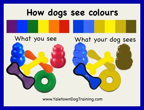  Most of our dogs also carry color s