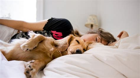  Most owners report that their dogs like to sleep when they do, and so they more or less sleep through the night
