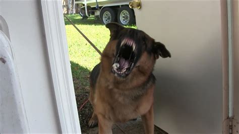  Most people appreciate that their dogs bark when someone is at the door, or if a stranger is on their property