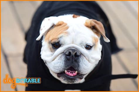  Most people who love this breed fall for its sweet look and very affectionate nature and this is why many bulldogs for sale ads are found almost everywhere