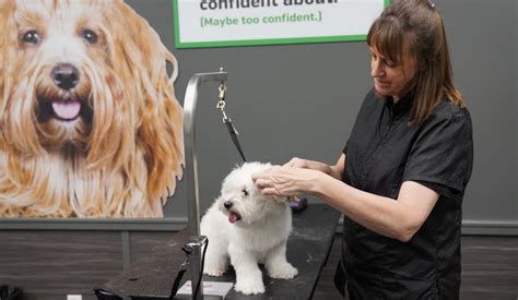  Most vet clinics and pet supply stores offer puppy training classes for the whole family