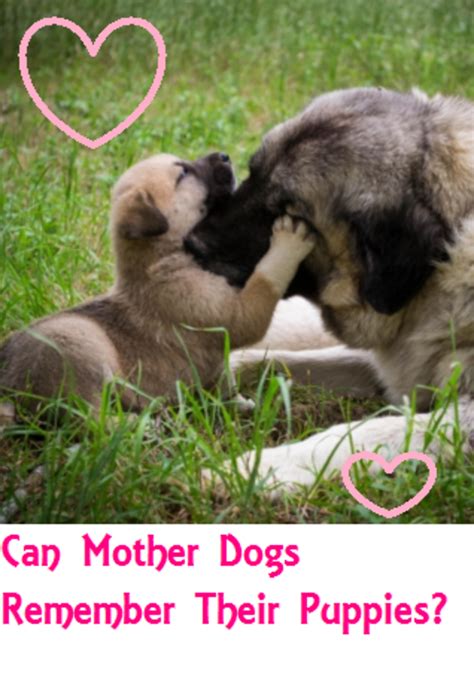  Mother dogs are forced to endlessly reproduce before being discarded, while pups are routinely snatched from mom as young as five weeks