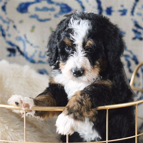  Mountain Blue Doodles We live in the mountains of southwest Utah and are committed to breeding the best Bernedoodle puppies available