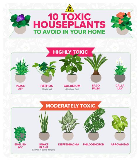  Move Toxic Plants You may be a fan of house plants, but your bulldog may not be