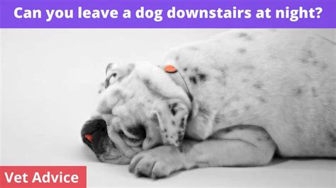  Moving your puppy downstairs at night After the first three or four nights, or by the end of the first week, your puppy can be placed in his crate in the kitchen before you go up to bed at night