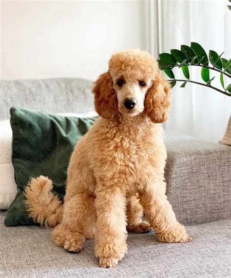  Moyens are a medium-sized Poodle; between a miniature and standard