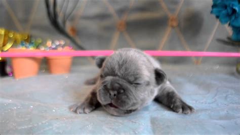  Multiple litters currently available, offering blue and lilac puppies
