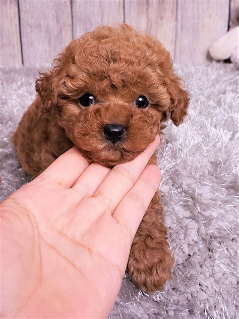  Murfreesboro Poodle puppies teacup size